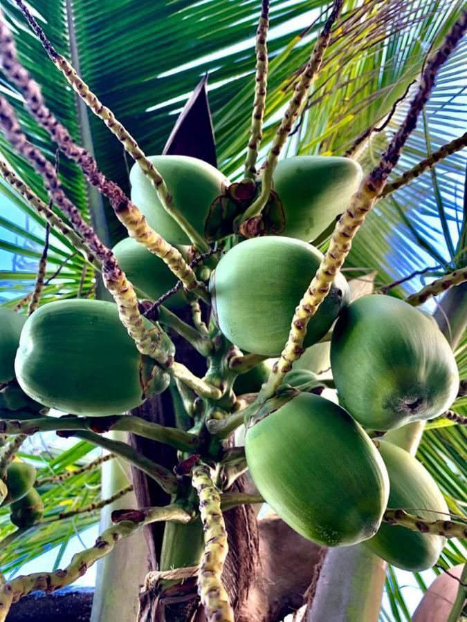 Maravilhoso Garden Imbassai Pe Na Areia Bahia Litoralアパートメント エクステリア 写真